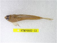 藏品(絲鰭斜棘(魚銜))的圖片